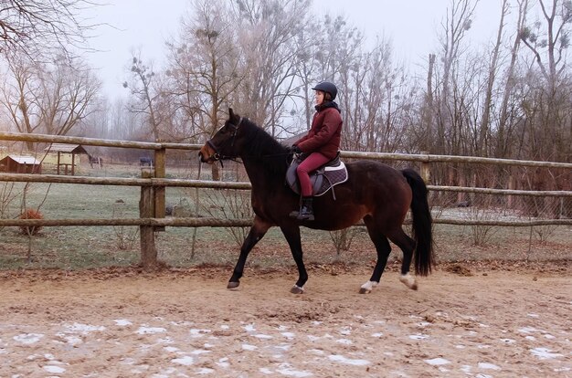 Foto una chica monta un caballo marrón alrededor de la arena