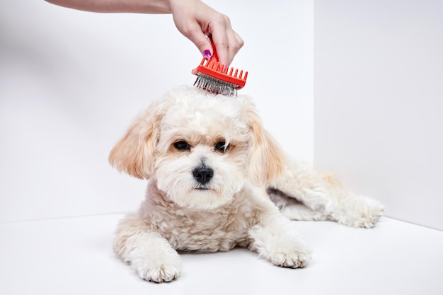 La chica peina el pelo de un cachorro doméstico de raza Maltipoo