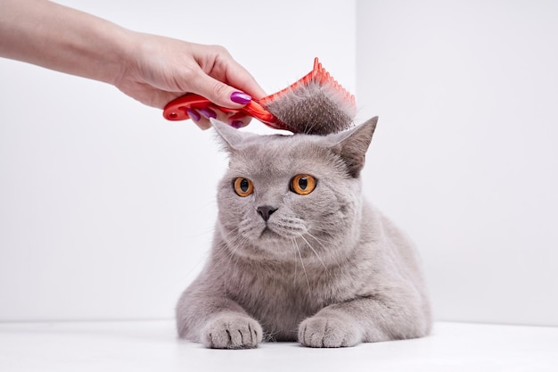 La chica peina el pelo de un gato británico de pelo corto.