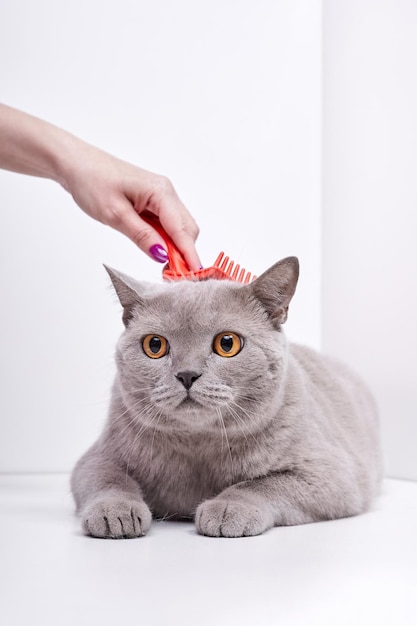 La chica peina el pelo de un gato británico de pelo corto.