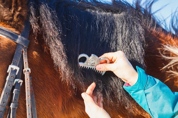 Chica peinando melena de caballo negro con un peine