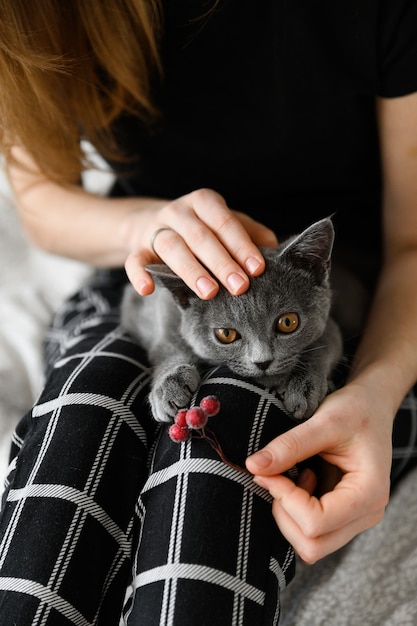 Foto chica en pijama sostiene a su amada mascota en sus brazos. gatito escocés en brazos de la niña.