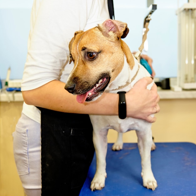 Chica quita el exceso de subpelo perro JACK RUSSELL