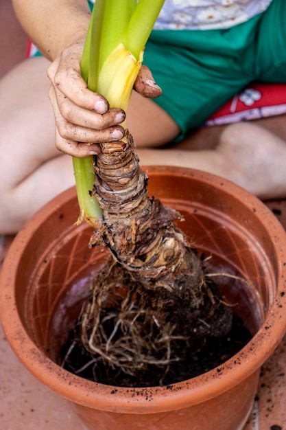 Chica replantando maceta Concepto de jardinería doméstica