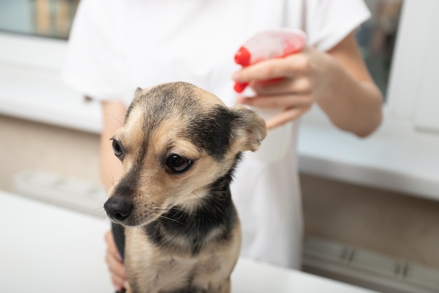 Chica rocía a un perro con un spray para pulgas y garrapatas