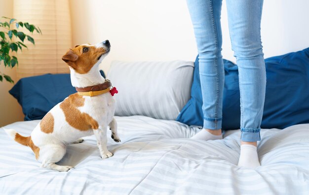 Chica saltando en la cama junto con el perro jack russell terrier