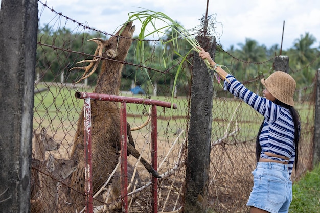 Foto chica con sombrero alimentando ciervos en una granja