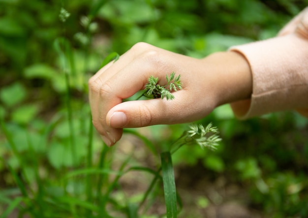 Chica sosteniendo hierba de pradera en su mano sobre un fondo verde