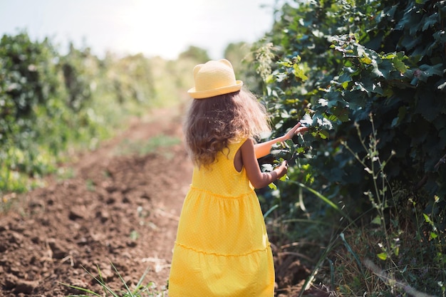 Una chica turista camina en un viñedo Visita guiada a la plantación de uva