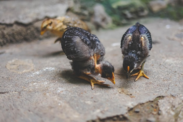 Foto chicas comiendo en el hormigón