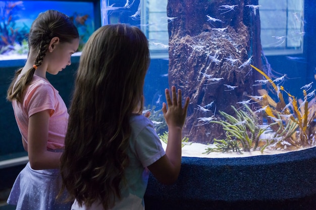 Chicas lindas que miran el acuario