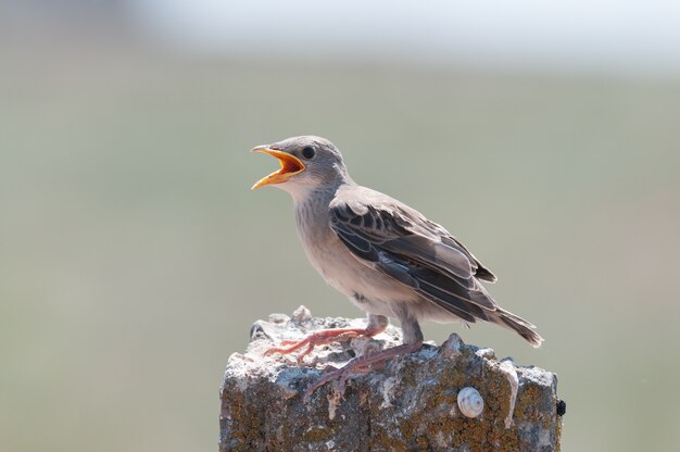 Chick rosy starling sturnus roseus sentado com o bico aberto.