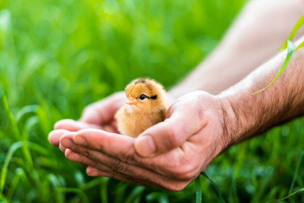 Chick segurado nas mãos