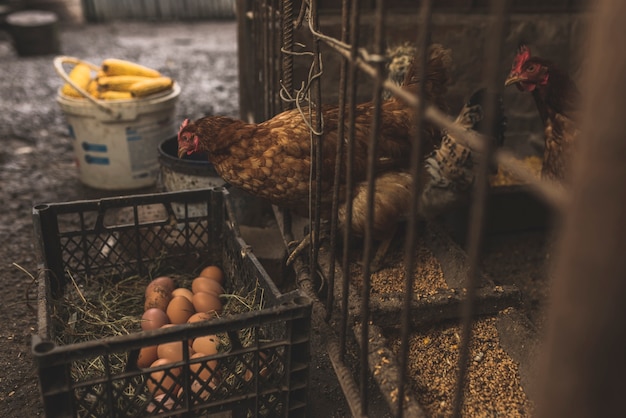 Chick sentado en la jaula