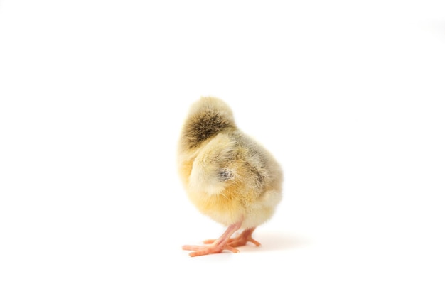 Chick sobre un fondo blanco pollito aislado pollito de un día de edad rechazado está de espaldas