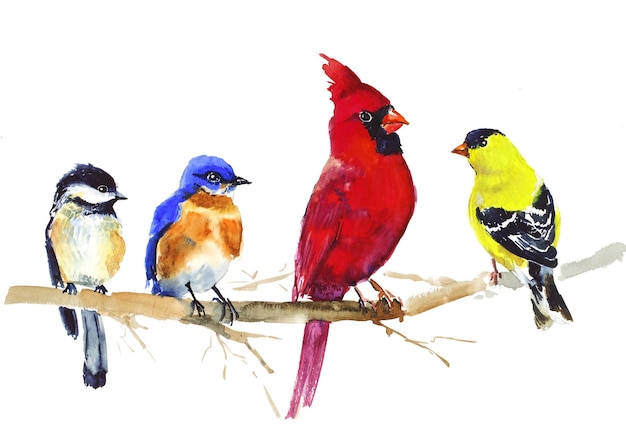 Chickadee Goldfinch Robin Pájaro cardenal rojo en una ilustración de acuarela de rama. Realista dibujado a mano