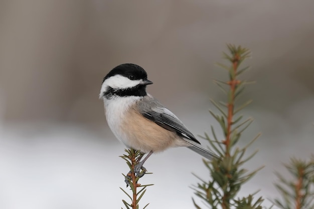 Un chickadee posado en una rama
