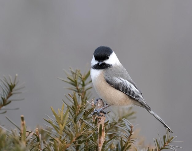 Chickadee en su puesto