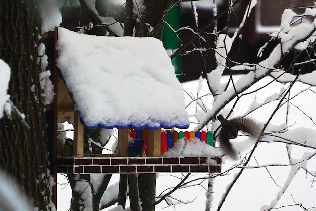 Chickadee-Vögel sitzen im Winter auf Ästen und in einem bunten Vogelhäuschen.