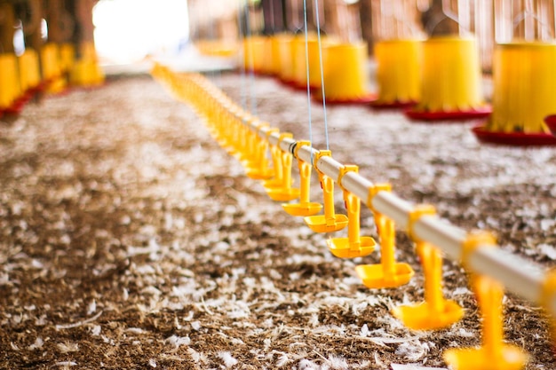 Foto chicken farm ist ein ort, an dem man sich füttern und getränke selektiv konzentrieren kann