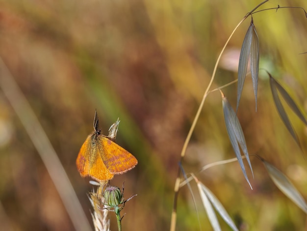 Chickweed Geometer Haematopis grataria em seu ambiente natural