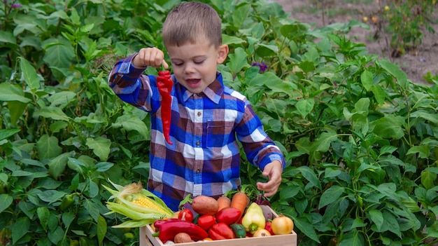 Chico con una caja de verduras en el jardín.