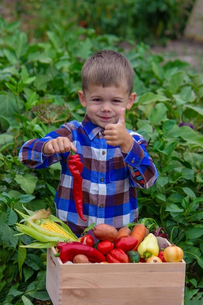 Chico con una caja de verduras en el jardín.