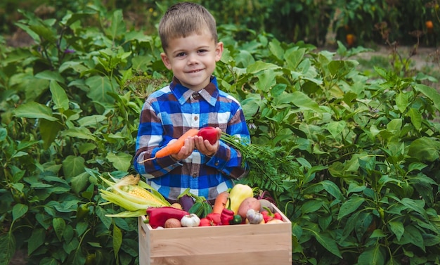 Chico con una caja de verduras en el jardín.