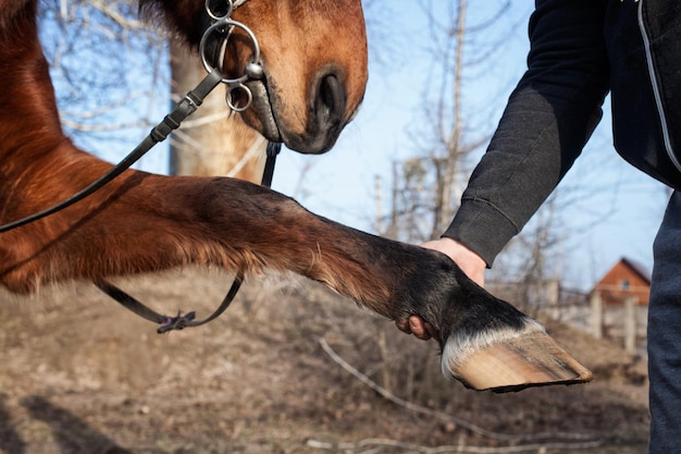 El chico se comunica con el caballo.