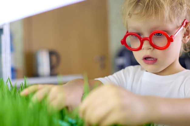 Chico gracioso con gafas rojas corta granos brotados de trigo verde con tijeras