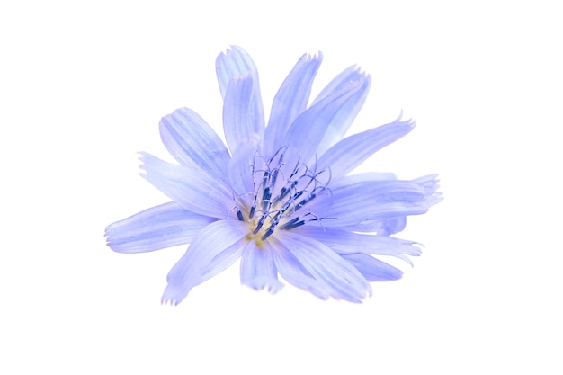 Chicorée blaue Blumenpflanze lokalisiert auf weißer Wand