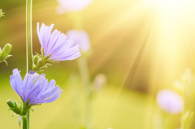 Chicorée-Blume in der Natur