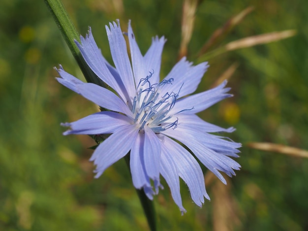 Chicorée-Blume