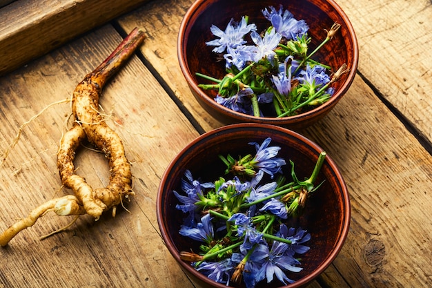 Chicorée-Wurzel und Chicorée-Blumen, Unkraut. Wildpflanze in der Kräutermedizin.