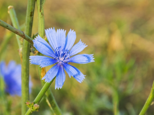 Chicória de flor médica Substituto de café A chicória floresce no prado