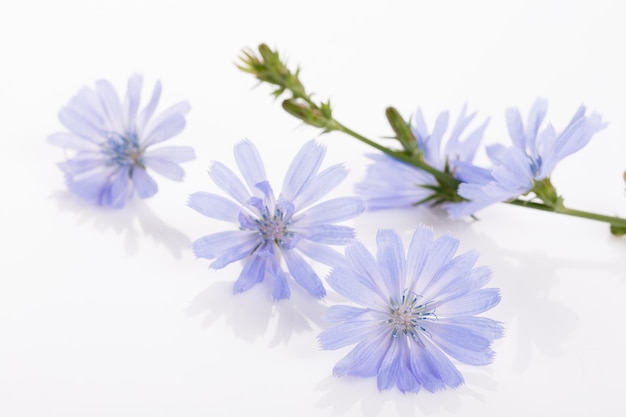 Chicória de floração azul fresca no fundo branco