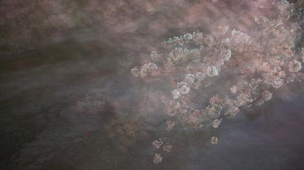 Foto de chidorigafuchi yendo a ver las flores de cerezo por la noche