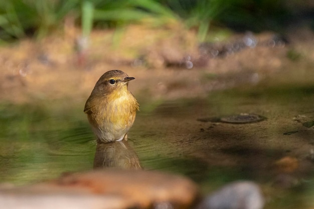 Chiffchaff comum Phylloscopus collybita Málaga Espanha