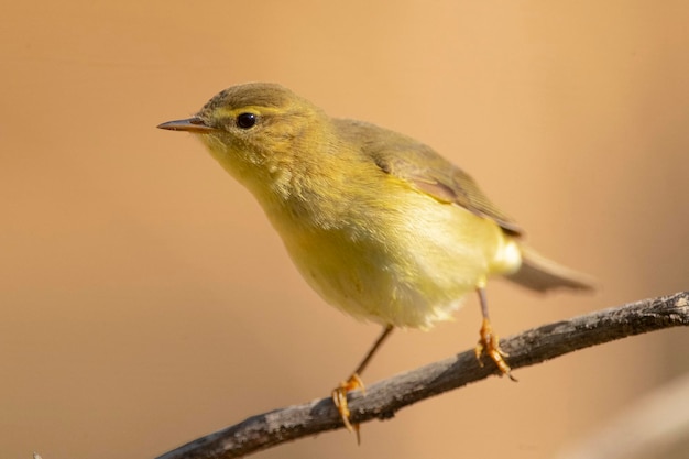 Chiffchaff comum Phylloscopus collybita Málaga Espanha