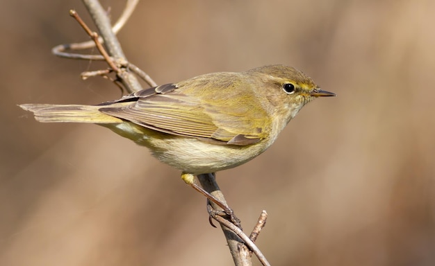 Chiffchaff comum Phylloscopus collybita Um pássaro senta-se em um galho