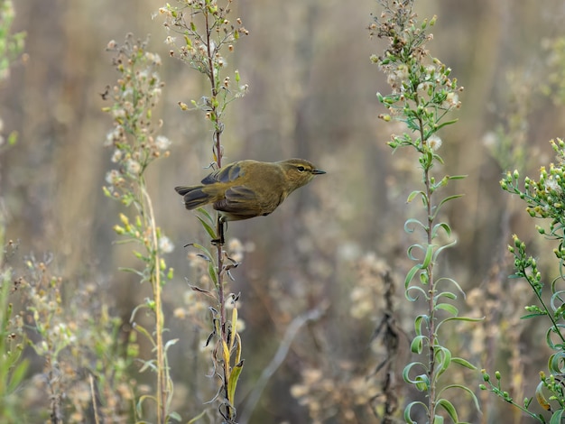 Chiffchaff comum phylloscopus collybita