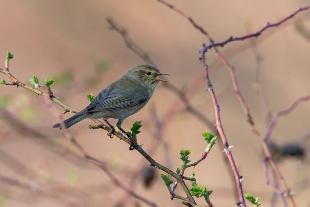 Chiffchaff comum sentado em um arbusto