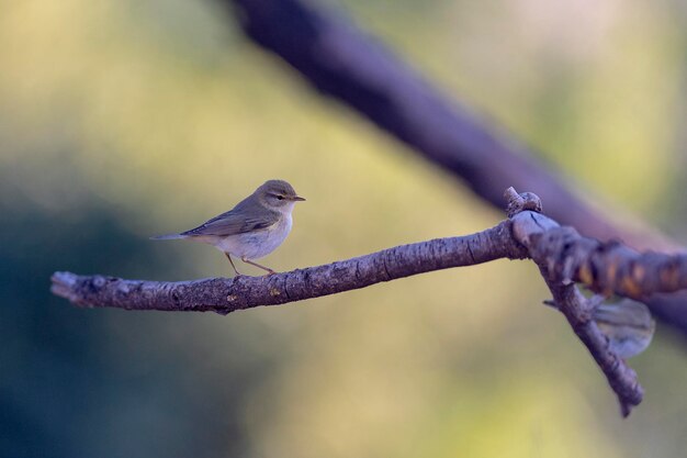 Foto chiffchaff ibérico phylloscopus ibericus córdoba espanha