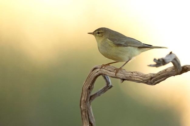 Foto chiffchaff ibérico en una rama en un bosque de robles con la primera luz antes del amanecer en un día de otoño