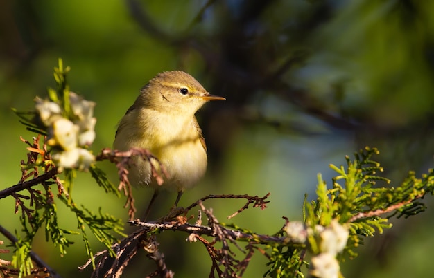 Chiffchaff phylloscopus collybitus Un pájaro se sienta en una rama