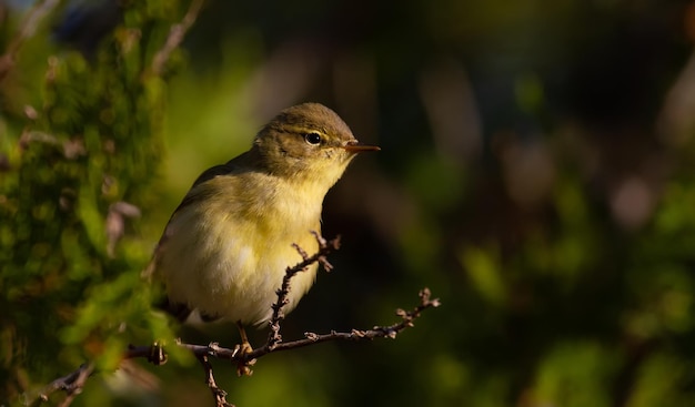 Chiffchaff phylloscopus collybitus Um pássaro senta-se em um galho