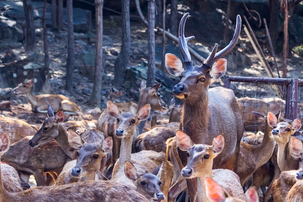 Chifre de veado-mula (Odocoileus hemionus) com antílope de veludo olhando da floresta.