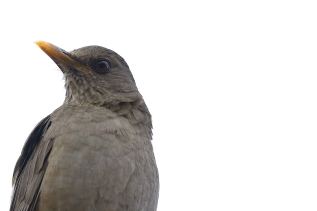 Chiguanco Thrush empoleirado em barras de ferro