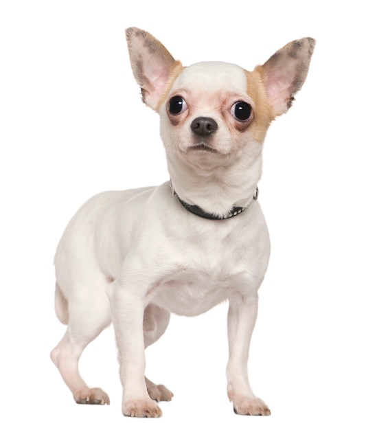 Chihuahua, 1 año de edad, de pie delante de la pared blanca