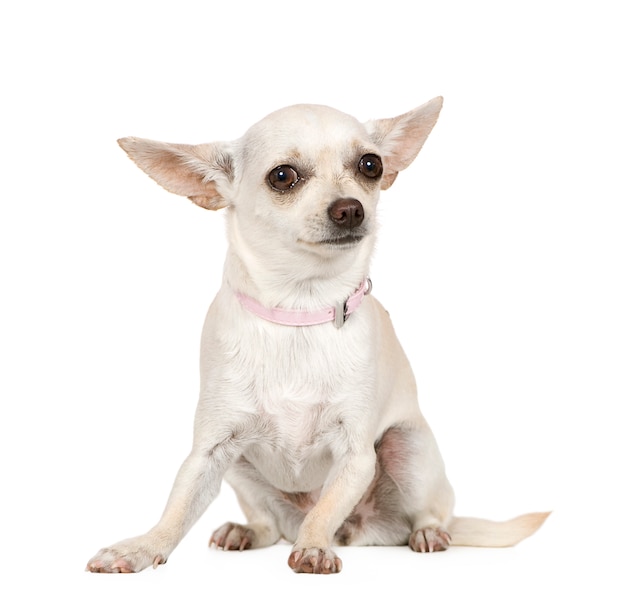 Chihuahua con 1 año. Retrato de perro aislado